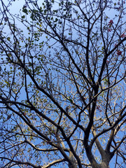 Texture of tree with red fruit against blue sky
