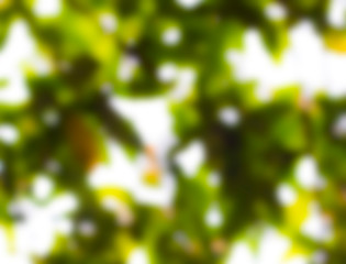 BLURRED BRANCH OF A FOREST TREE 