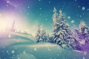 Amazing athmospheric Landscape. winter scenery at sunset. instagram filter. postcard. Snow covered tree under sunlight. Sunlight sparkling in the snow. instagram filter. winter nature background