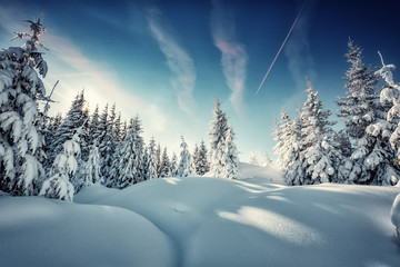 Wonderful winter landscape. snowcovered pine tree under sunlight. overcast colorful clouds, glowing in sunlight. christmas holiday concept. picturesque amazing scene. wintry sunny day. postcard