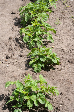 Sprouted potatoes in the garden