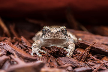 Gray tree frog in mulch