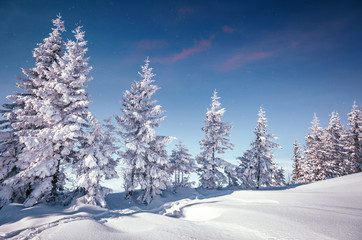 Splendid Alpine scenery in winter. Fantastic frosty morning in forest. snow-cowered pine trees under warm sunlight. Fantastic mountain highland. Amazing winter background. Wonderful Christmas Scene