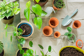 Urban Jungle, Zimmerpflanzen umtopfen oder eintopfen - Interieurtrend mit Topfpflanzen