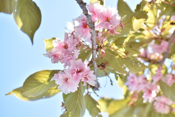 bright pink and white magnolia