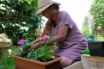 Femme rempotant des plants de géraniums