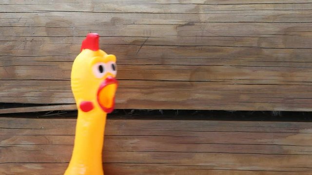 footage of toy rubber chicken 