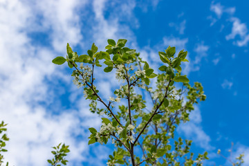 Inflorescence of cherry on branches with leaves and flowers. Blue sky background.