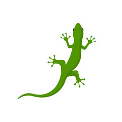 lizard isolated on white background. Vector illustration.