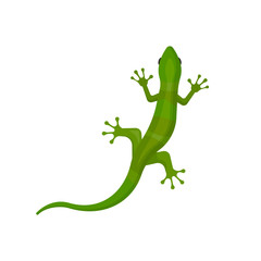 lizard isolated on white background. Vector illustration.