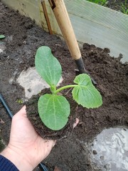 Seedlings of zucchini with a lump of earth in the hand of a person before planting in the ground.