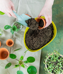 Urban Jungle, Zimmerpflanzen umtopfen oder eintopfen - Interieurtrend mit Topfpflanzen