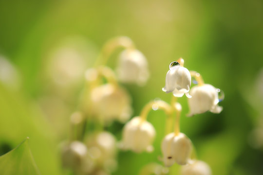 Lily of de valley
