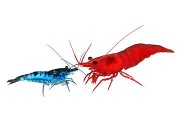 Blue Tiger Shrimp and Red Cherry Shrimp for aquarium freshwater