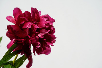 Close up of one pink peony flower, white background