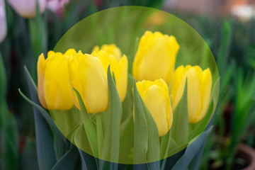 Naklejka premium a bouquet of yellow tulips. Concept of 8 march, women's day, mother's day.Top view