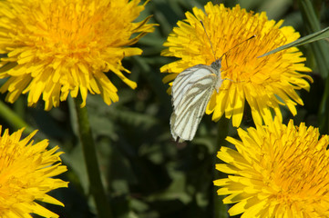 Dandelions in a meadow
