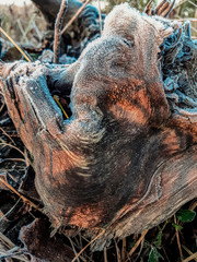 autumn time, dry leaves in the cold