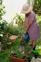 Femme arrosant des plants de géraniums