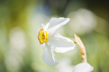Close up of white narcissus on green blurry background. Beautiful flower in sunny weather outdoor.