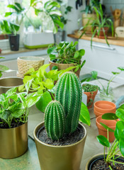 Fototapeta na wymiar Urban Jungle, Zimmerpflanzen umtopfen oder eintopfen - Interieurtrend mit Topfpflanzen 