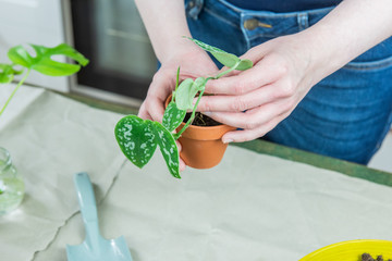Urban Jungle, Zimmerpflanzen umtopfen oder eintopfen - Interieurtrend mit Topfpflanzen
