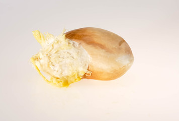 This is the durian granule that is inside of the durian flesh. The fruit is regarded as the king of fruits with a sweet taste and intense aroma on a white background.