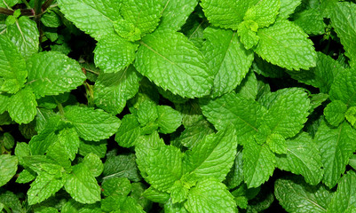 Fototapeta na wymiar Mint leaves background,mint leaves in the garden.