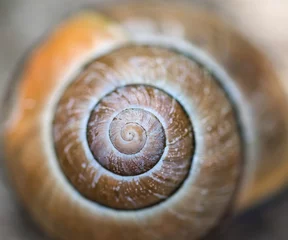 Poster Snail shell coiled texture macro - warm brown and golden colored full frame background with selective focus on the center spiral, Fibonacci Numbers In Nature concept © Ewa