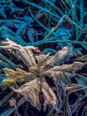 autumn time, dry leaves in the cold