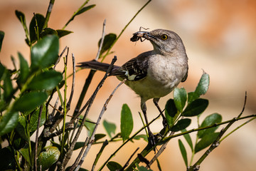 mockingbird on a tree