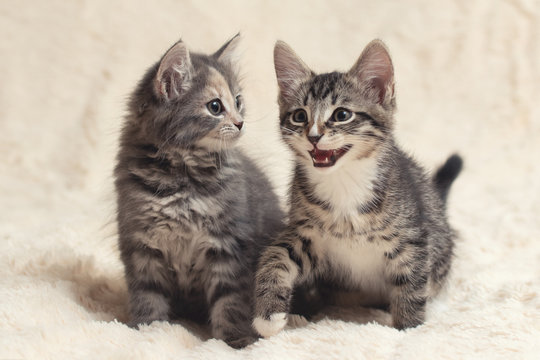 Two cute kittens on a cream fluffy fur blanket