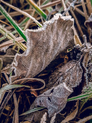 autumn time, dry leaves in the cold