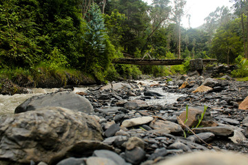 Fototapeta na wymiar bridge and river in the forest
