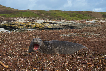 Male Southern Elephant Seal (Mirounga leonina) lying on a bed of kelp at Elephant Point on Saunders...
