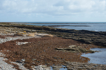 Group of Southern Elephant Seal (Mirounga leonina), females with pups, lying on a shingle beach at Elephant Point on Saunders Island in the Falkland Islands.