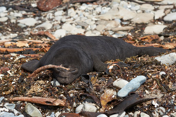 Elephant Seal pup (Mirounga leonina) lying on a shingle beach at Elephant Point on Saunders Island in the Falkland Islands.