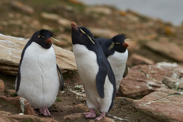 Colony of Rockhopper Penguins (Eudyptes chrysocome) on a grassy plain close to cliffs leading to the sea on Saunders Island on the Falkland Islands.