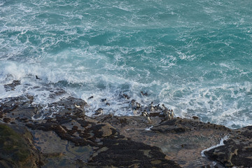 Rockhopper Penguins (Eudyptes chrysocome) coning ashore on the cliffs of Saunders Island in the Falkland Islands