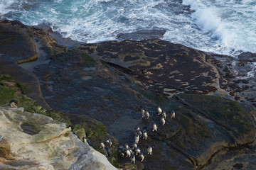 Rockhopper Penguins (Eudyptes chrysocome) coning ashore on the cliffs of Saunders Island in the Falkland Islands
