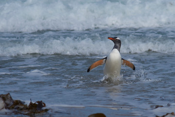 Fototapeta premium Gentoo Penguin (Pygoscelis papua) coming ashore at The Neck on Saunders Island in the Falkland Islands.