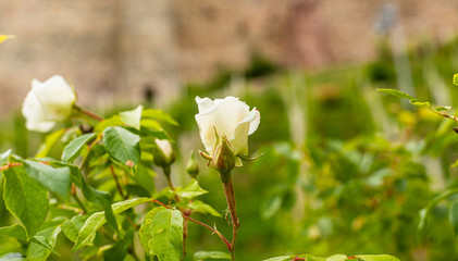 Kwiat dzikiej rozy.  Rosliny w parku miejskim. Zapach rozany. Delikatne platki. Zole kwiaty.  Rosliny sezonowe. Piekna i soczysta zielen. Lato w pelni. Relaks w ogrodzie. © ff25