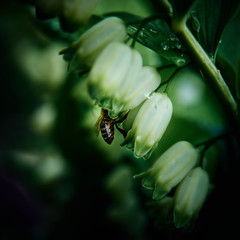 bee collecting honey from lily of the valley