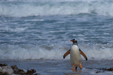 Gentoo Penguin (Pygoscelis papua) coming ashore at The Neck on Saunders Island in the Falkland...