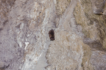 Bat in underground old mica mine tunnel