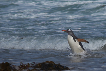 Gentoo Penguin (Pygoscelis papua) coming ashore at The Neck on Saunders Island in the Falkland...
