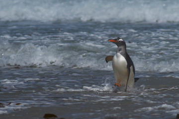 Fototapeta premium Gentoo Penguin (Pygoscelis papua) coming ashore at The Neck on Saunders Island in the Falkland Islands.