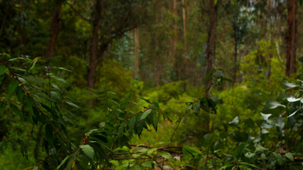 Fototapeta na wymiar forest in the morning