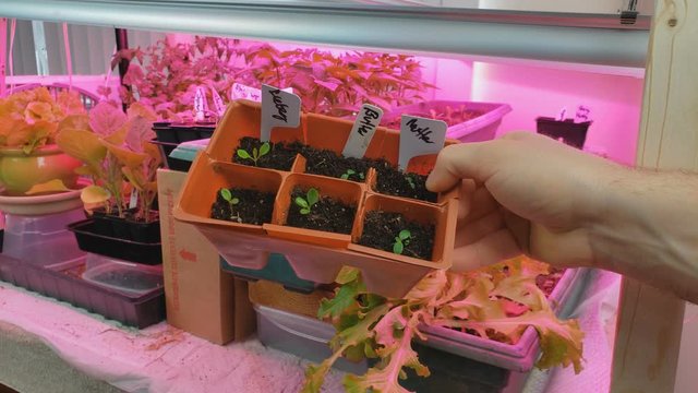 Home gardening - Checking and showing lettuce being grown in small plastic pots indoor under full spectrum LED red grow light alongside other vegetables.