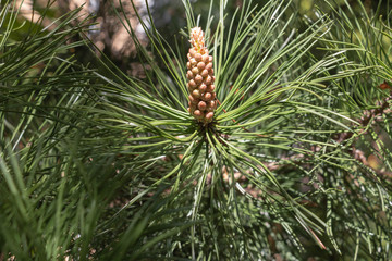Front view on young Spruce, Picea, tree branch. Close up on vividly green spruce needles from the young shoots branch center.